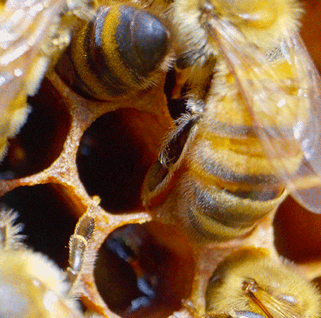 Bee Emerging GIF by University of Florida