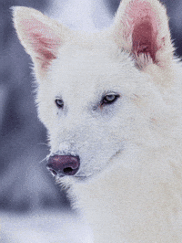 Dire Wolf Dog GIF by Colossal