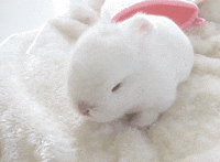 baby animals love GIF