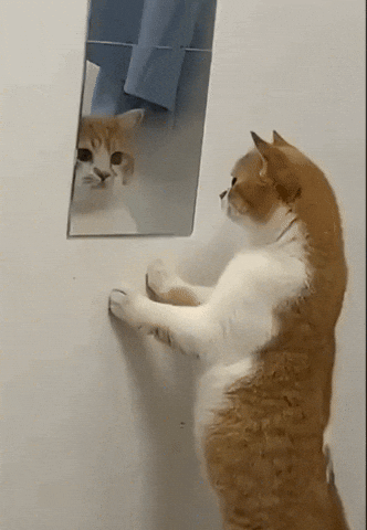 cuteanimalland giphyupload GIF