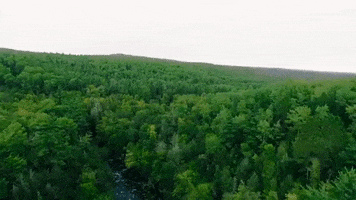 michigan GIF