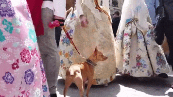 for91days cute dog spain perro GIF