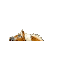 Horse Pony Sticker