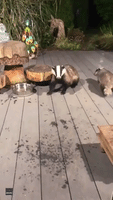 Backtracking Badger Beats Nerves to Take Food From Friendly Human