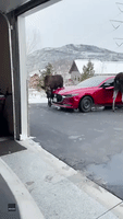 Colorado Moose Give Tourists' Car a Good Licking