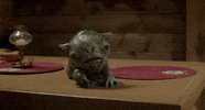 GIF by The Cleanse