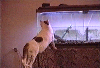 Cats Lol GIF by AFV Pets