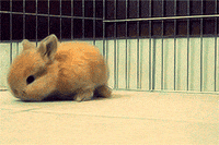 cabin fever rabbit GIF