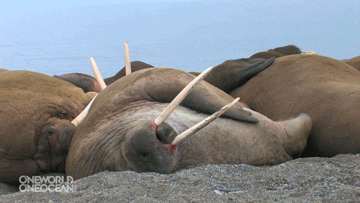 Sleepy Walruses GIF