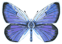 Illustration Butterfly Sticker