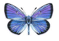 Illustration Butterfly Sticker