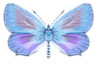 Illustration Butterfly Sticker