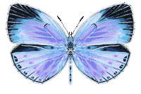 Illustration Butterfly Sticker