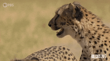 Cheetah and Her Cub Chirping