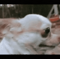 Sad Dog GIF