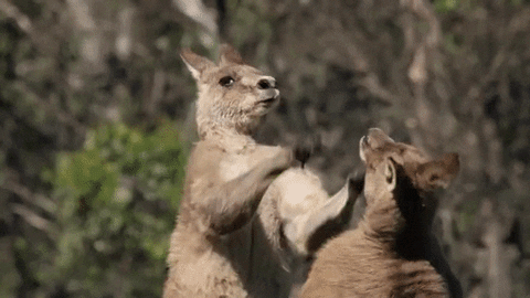 Video gif. Two kangaroos fight in a field in slow motion. One kangaroo kicks the other with both their hind legs and then the other kangaroo does it back. They then crash into each other, pawing at each other’s faces, and pushing away. 