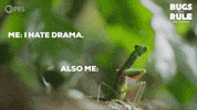 Praying Mantis Drama GIF by PBS