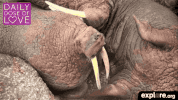 exploreorg love nature animal organic GIF