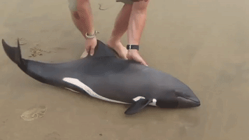 Incredible Rescue of Young Dolphin Caught on Camera