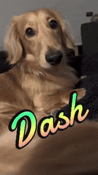 Dachshund Dash GIF
