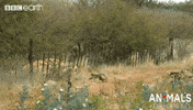 jump run GIF by BBC Earth