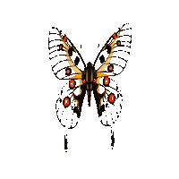 Butterfly Sticker