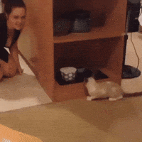 cat seek GIF