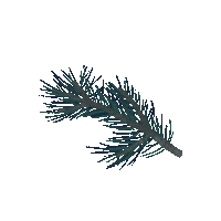 Winter Plant Sticker