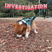 Corgi Investigation GIF