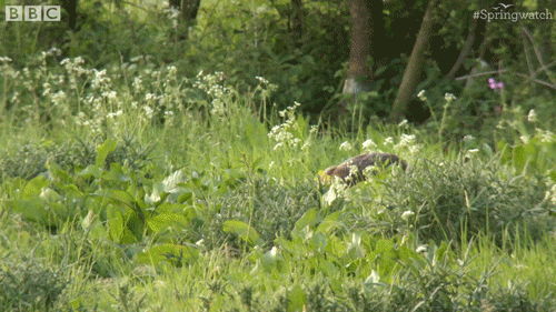 surprise hello GIF by BBC Earth