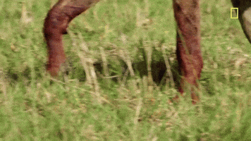 nat geo hyena GIF by National Geographic Channel