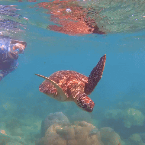 Turtle GIF