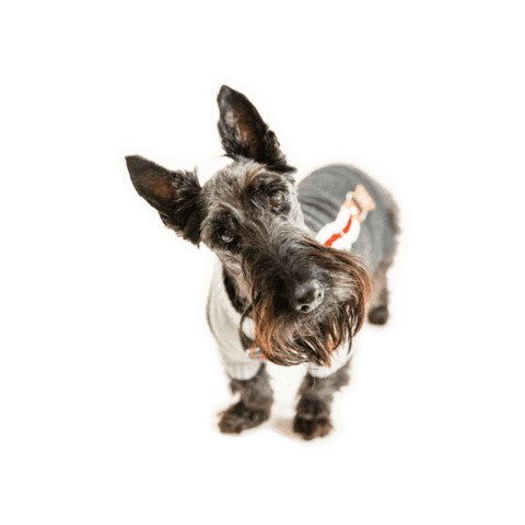 Scottie Dog Sticker by Revel Photo Co.