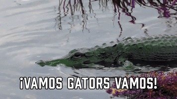 Β‘Vamos Gators Vamos!
