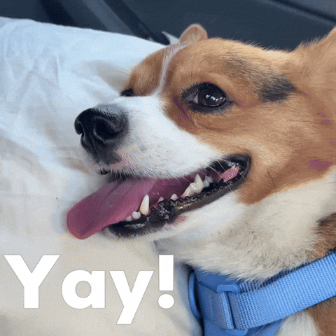 Dog Corgi GIF
