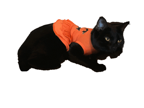 Black Cat Halloween Sticker by Triton_CopyWriting