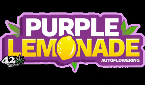 FastBuds giphygifmaker fastbuds fast buds purple lemonade GIF