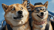 Dogegf And Doge GIF by DogeGF