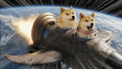 To The Moon GIF by DogeGF