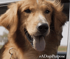 dogs puppies GIF by A Dog's Purpose