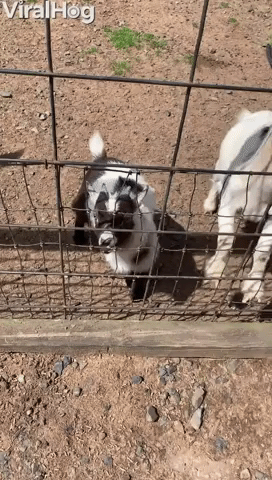 Adult Goat Rams Baby Goat About to Get Food