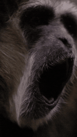 Scream Smile GIF by Valley Zoo Development Society