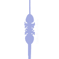 Lounc Sticker