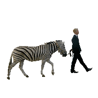 Stripes Zebra Sticker by Universal Music Deutschland