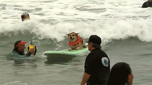 San Diego Dogs GIF by NowThis