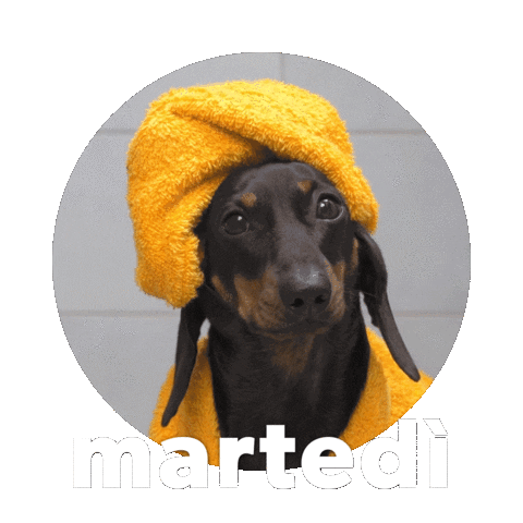 Martedi Sticker by Sealed With A GIF