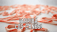 ¡Arriba los Canes!