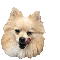 woof conor Sticker