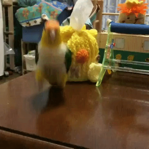 Animated GIF