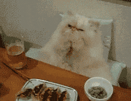 anthony bourdain cats GIF